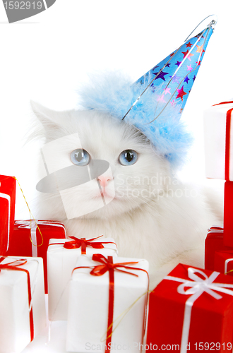 Image of White cat with gifts