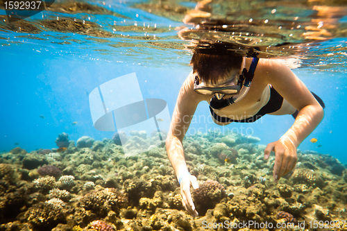 Image of Snorkeler. Red sea