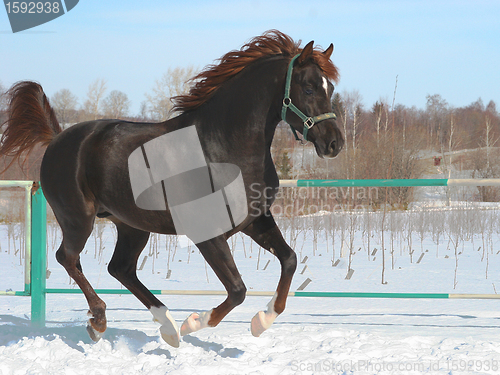 Image of Skipping horse.