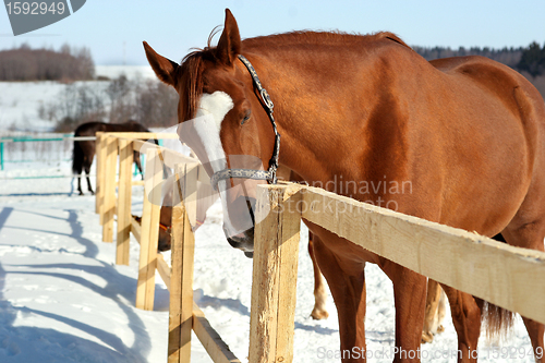 Image of Two horses in a countryside.