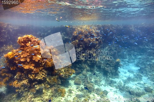 Image of Coral reef in Red sea