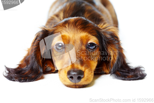 Image of puppy dachshund