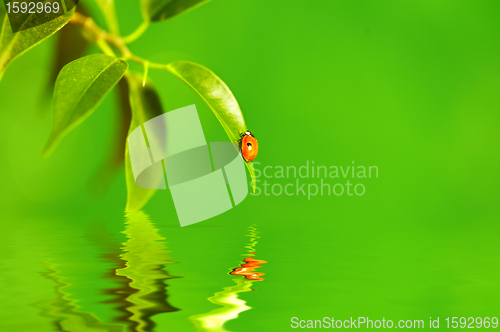 Image of The small bug on a leaf of a plant.