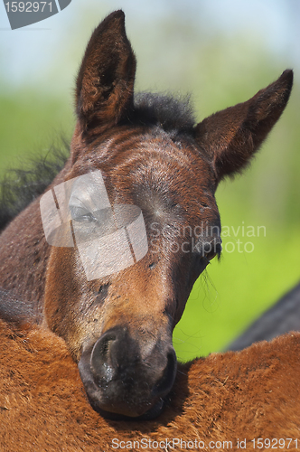 Image of Foal