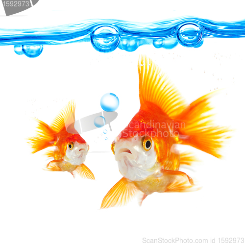 Image of goldfish and bubbles