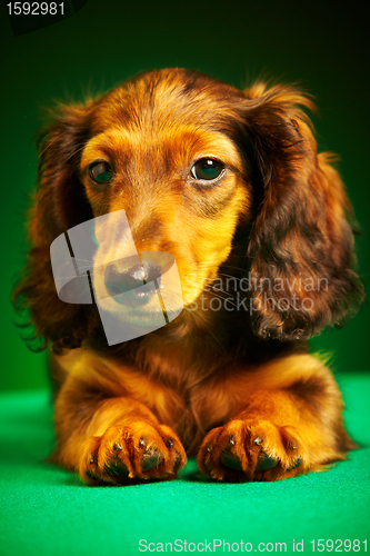 Image of puppy dachshund