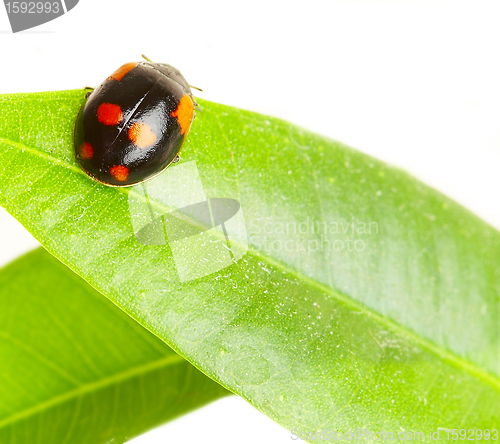 Image of The small bug on a leaf of a plant.