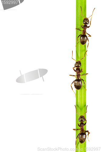 Image of Ants