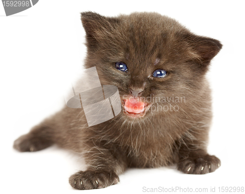 Image of Small kitten on a white background