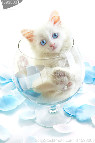 Image of White kitten in a glass wine glass.