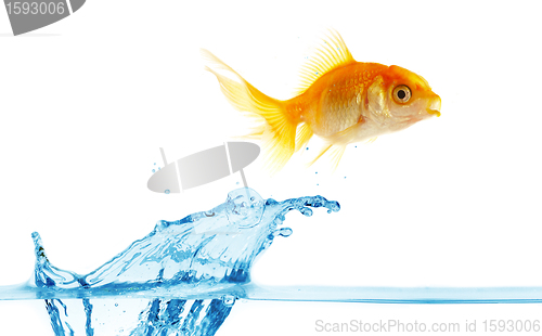 Image of  gold small fish jumps out of water