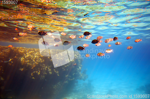 Image of Coral reef and fishes.