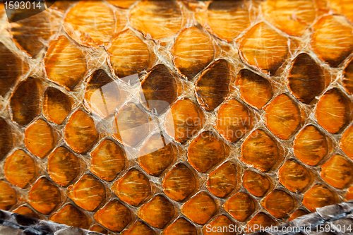 Image of Snake leather texture