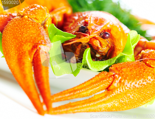 Image of Boiled crawfish on a white background