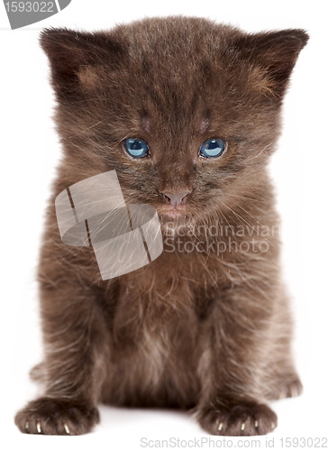 Image of Small kitten on a white background