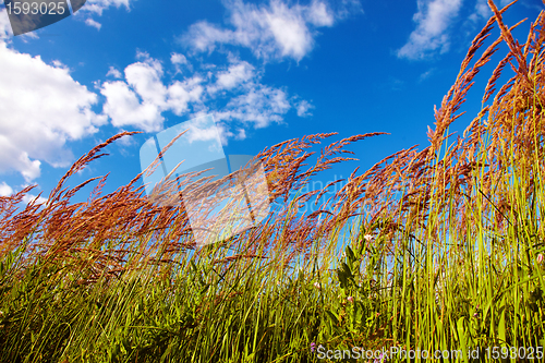 Image of Grassy View