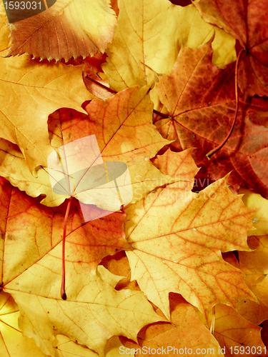 Image of fallen maple multi-coloured leaves