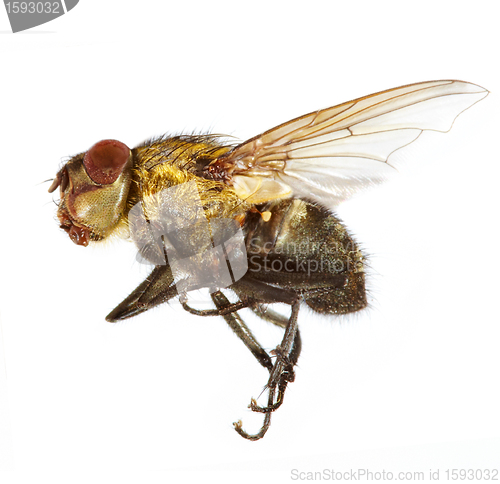 Image of fly