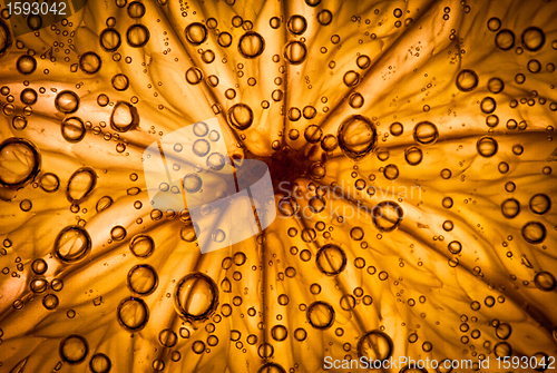 Image of citrus close up with bubbles, abstract background