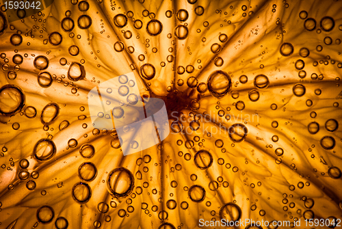 Image of citrus close up with bubbles, abstract background