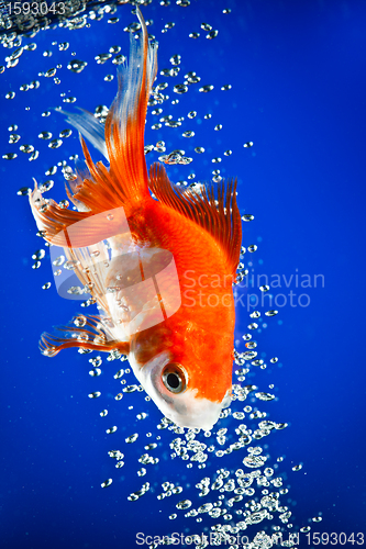 Image of goldfish