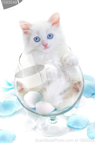 Image of White kitten in a glass wine glass.