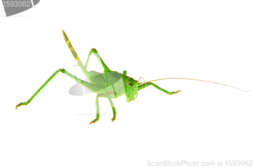 Image of Green grasshopper ...