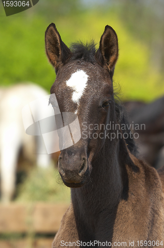 Image of Foal 