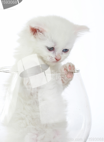 Image of White kitten in a glass wine glass.