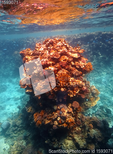 Image of Coral reef in Red sea