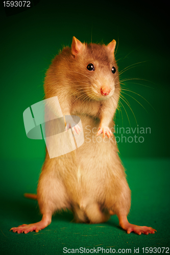 Image of Rat on a green background