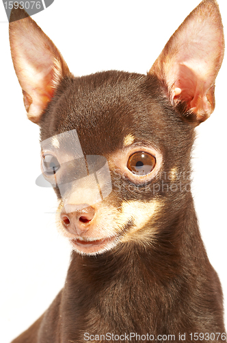 Image of Russian toy-terrier.