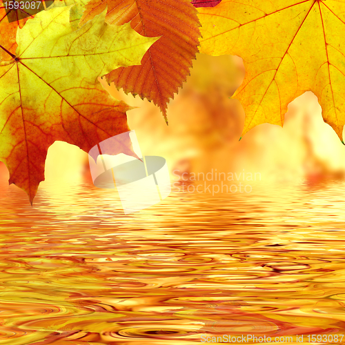 Image of Autumn leaves over water