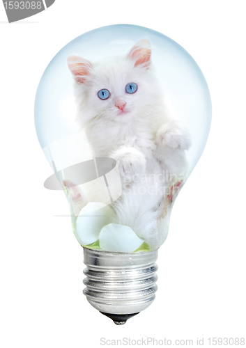 Image of Electric lamp and kitten
