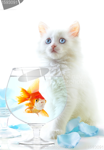 Image of kitten and fish