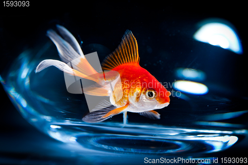 Image of goldfish