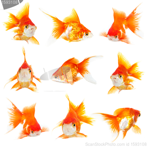 Image of Gold small fishs 