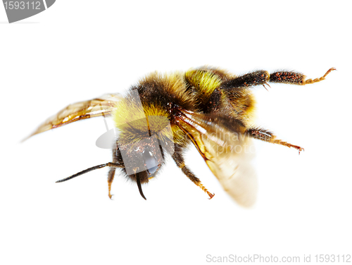 Image of bumblebee