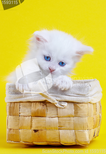 Image of White kitten in a basket.