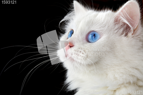 Image of Portrait of a white cat