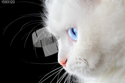 Image of Portrait of a white cat