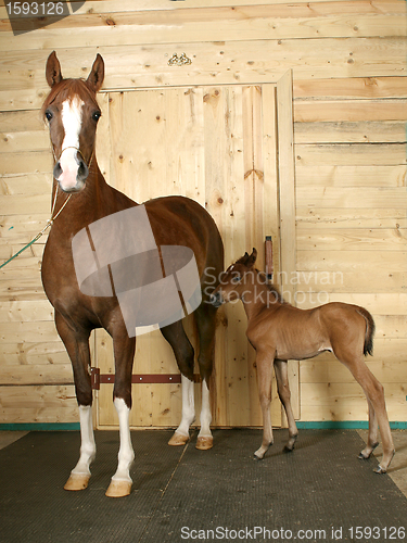 Image of horse with a foal