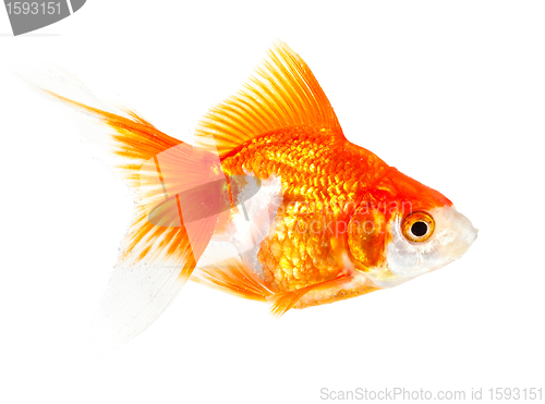 Image of Gold small fish