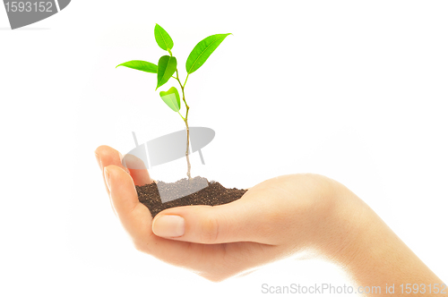 Image of Human hands and young plant