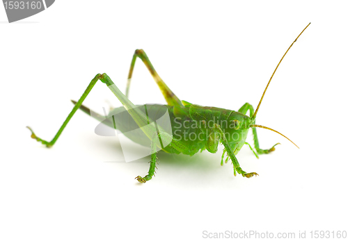 Image of grasshopper