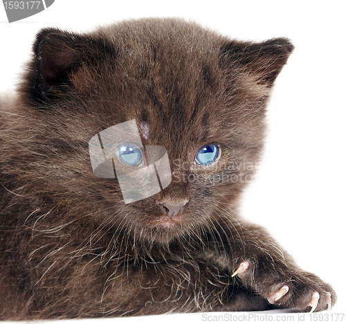 Image of Small kitten on a white background