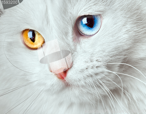 Image of varicoloured eyes white cat