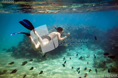 Image of Snorkeler. Red sea