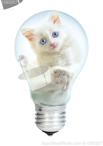 Image of Electric lamp and kitten