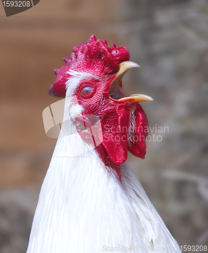 Image of rooster